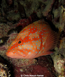 Coral Hind tend to have a small habitat range remaining n... by Chris Mason-Parker 